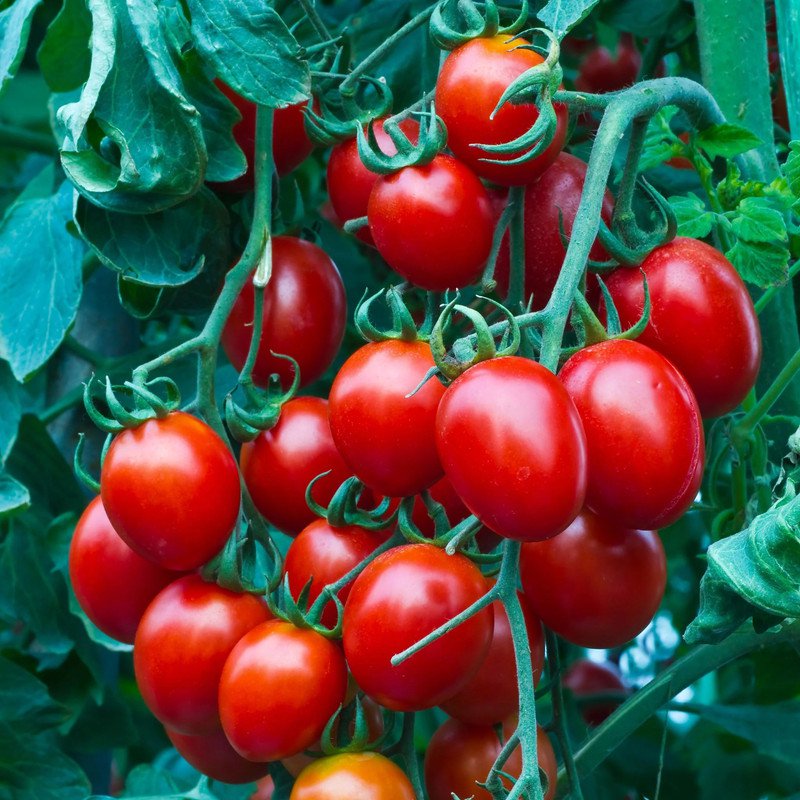 100 Seeds Small Cherry Tomato Sweet Seeds Heirloom Non Gmo Organic
