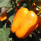 10 Seeds Orange King Bell Pepper Seeds Sweet Heirloom Organic Non Gmo Fresh