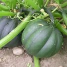 50 Seeds Table Queen Acorn Winter Squash Seeds Heorloom Organic Non Gmo Fresh