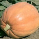 20 Seeds Mammoth Gold Giant Pumpkin Seeds Heirloom Organic Non Gmo 4060 Seeds Lbs