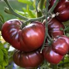 120 Seeds Black Brandywine Tomato Seeds Heirloom Organic Non Gmo Fresh