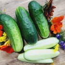 200 Seeds Wisconsin Smr58 Cucumber Seeds Pickling Heirloom Organic Non Gmo