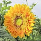 120 Seeds Double Sun Sunflower Seeds Large Bold Color Unusual Rare