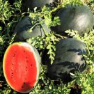 30 Seeds Giant Black Diamond Watermelon Seeds Heirloom Organic / 3050Lbs