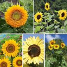 200 Seeds Sunflower Seed Mix Beautiful Collection Sturdy Stems Long Blooming