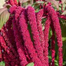 200 Seeds Love Lies Bleeding Amaranthus Seeds Drought Tolerant Dried Flowers