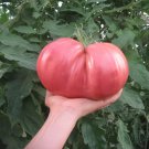 30 Seeds German Giant Tomato Seeds Nongmo Heirloom Organic Huge