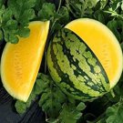 25 Seeds Yellow Gem Watermelon Seeds Non Gmo True Yellow Very Sweet! Rare