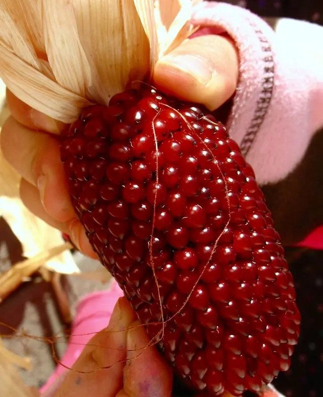 120 Seeds Strawberry Ruby Corn Seeds Popcorn Sweet Heirloom Organic Rare