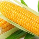 120 Seeds Sweet Golden Bantam Corn Seeds Heirloom Organic Non Gmo Fresh