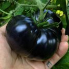 120 Seeds Black Sea Man Tomato Seeds Heirloom Organic Rare
