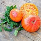 30 Seeds Big Rainbow Tomato Seeds Heirloom Organic Non Gmo Fresh Rare