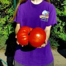 30 Seeds Big Zac Tomato Seeds World Record Size Huge Rare