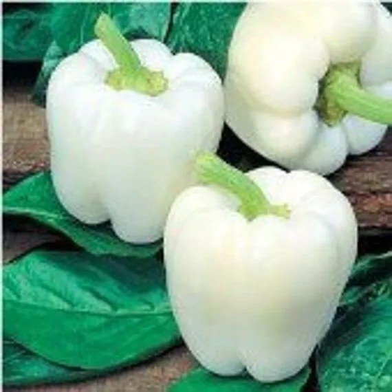 30 Seeds White Bell Pepper Seeds Heirloom Organic Non Gmo Fresh Rare