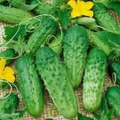 120 Seeds Parisian Gherkin Cucumber Seeds 2015 Seeds Aas Regional Winner Fresh