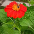 100 Seeds Mexican Torch Sunflower Seeds Bees Butterflies Hummingbirds Fresh