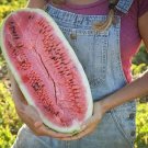 100 Seeds Charleston Grey Watermelon Seeds Heirloom Organic Non Gmo Giant