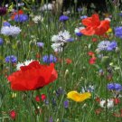 500 Seeds Bold Color Wildflower Seeds Annual 10 Seeds Wildflower Varietys