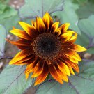 100 Seeds Earthwalker Sunflower Seeds Heirloom Colorful Rare