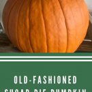 30 Seeds Sugar Pie Pumpkin Seeds Heirloom Non Gmo Organic Pumpkin Pie