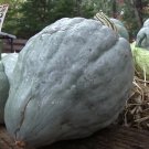 10 Seeds Giant Blue Hubbard Sweet Squash Seeds Rare Heirloom Non Gmo Fresh