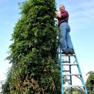 120 Seeds Trip L Crop Tomato Seeds Tomato Tree 15 Seeds Foot Vines Huge Rare