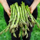 1000 Seeds Asparagus Seeds Mary Washington Non Gmo Heirloom Organic Fresh