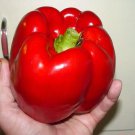30 Seeds Giant Red Bell Pepper Seeds Sweet Heirloom Organic Non Gmo Fresh
