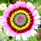 1000 Seeds Painted Daisy Mix Seeds Huge Flowers Butterflies Bees Bright Colors