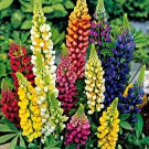 100 Seeds Russell Lupine Mixed Colors Seeds Perennial Hummingbirds & Bees Love