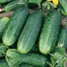 100 Seeds Carolina Cucumber Seeds Heirloom Organic Non Gmo Fresh