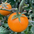 30 Seeds Orange Cherry Tomato Seeds Heirloom Organic Rare