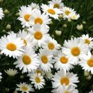 1000 Seeds Shasta Daisy Seeds Heirloom Chrysanthemum Perennial Cut Flowers