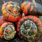 10 Seeds Turk'S Turban Pumpkin Gourd Seeds Heirloom Organic Non Gmo Rare