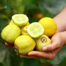 100 Seeds Lemon Cucumber Seeds Heirloom Organic Non Gmo Fresh Rare