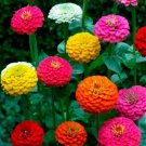 100 Seeds Cut And Come Again Zinnia Seeds Flowers Butterflies Hummingbirds