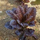 500 Seeds Red Romaine Lettuce Seeds Heirloom Organic Non Gmo Fresh