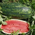 50 Seeds Kleckley'S Sweet Watermelon Seeds Large & Super Sweet Heirloom Fresh