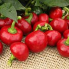 1000 Seeds Large Red Cherry Hot Pepper Seeds 3,000 Seeds 5,000 Seeds On The Scoville Scale