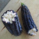 1000 Seeds Hopi Blue Corn Seeds Heirloom Non Gmo Organic Rare