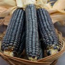 120 Seeds Hopi Blue Corn Seeds Heirloom Non Gmo Organic Rare