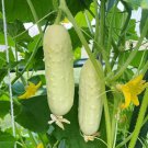 50 Seeds White Wonder Cucumber Seeds Heirloom Organic Non Gmo Rare