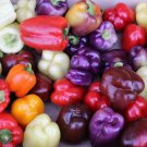 30 Seeds Rainbow Bell Pepper Seed Mix Colorful Mix 7 Different Strains Fresh