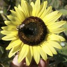50 Seeds Lemon Queen Sunflower Seeds Large Beautiful Fresh Rare