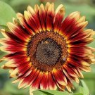 50 Seeds Indian Blanket Sunflower Seeds Native Wildflower Cut Flowers