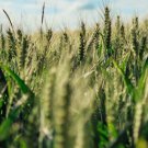 200 Seeds Einkorn Wheat Seeds Heirloom Organic Non Gmo The New Old Wheat