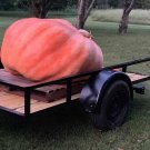 5 Seeds Ct Dill'S Atlantic Giant Pumpkin Seeds Heirloom World Record Non Gmo
