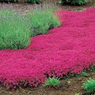 1000 Seeds Red Creeping Thyme Seeds Groundcover Nongmo Fresh