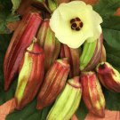 25 Seeds Texas Hill Country Red Okra Seeds Heirloom Non Gmo