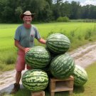 24 Seeds Florida Giant Watermelon Seeds Heirloom Non Gmo Organic Rare